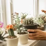 Best Small Cactus Species For Your Indoors