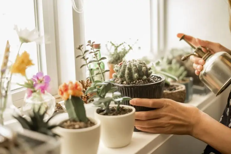 Best Small Cactus Species For Your Indoors