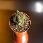 How To Easily Propagate Buddha’S Temple