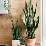 Sansevieria  Does It Need Direct Sunlight