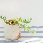 String of Dolphins Plant – Does It Require Sunlight