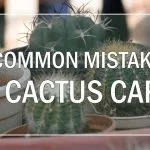5 Common Mistakes In Cactus Care