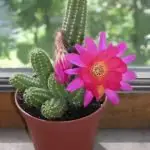 Learn How To Fertilize A Cactus