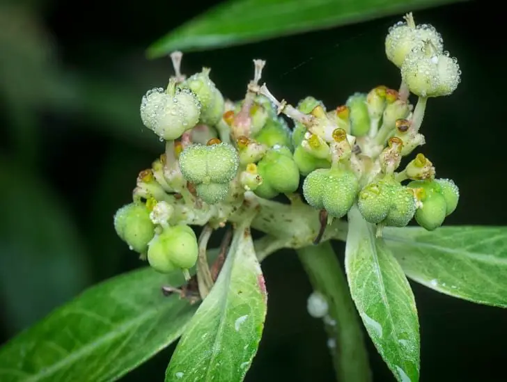 7 Ways To Watering Euphorbia Correctly