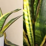 How Do I Know If My Snake Plant Is Dying