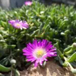 Does Ice Plant Need Direct Sunlight