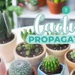 This Is How To Cut And Propagate A Cactus Easily