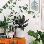 10 Low Care Plants For The Perfect Indoor Cactus Garden