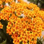 Ultimate Guide: How to Care for Kalanchoe