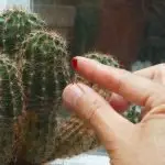 Are Cactus Spines Poisonous