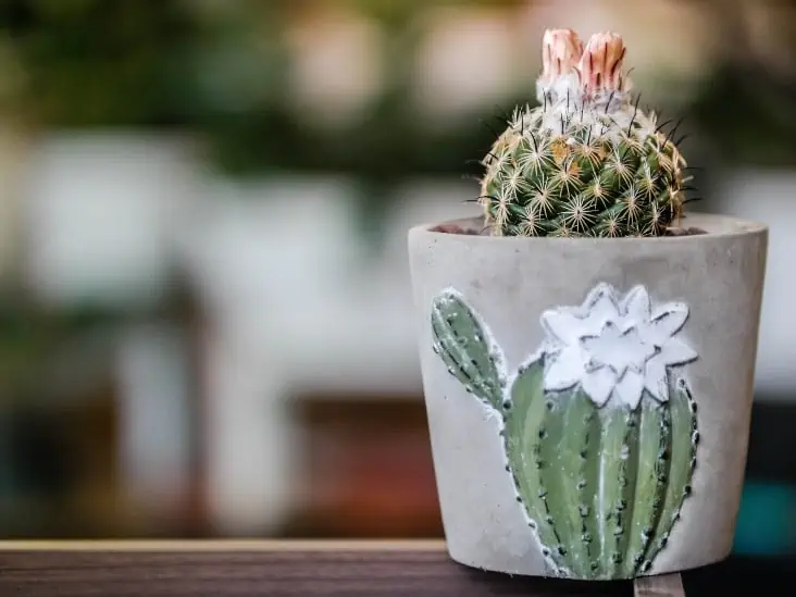 5 Most Common Mistakes In Cactus Care And How To Avoid Them