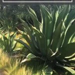 How to Easily Propagate Agave