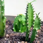 5 Signs That You Need To Cut Your Cactus