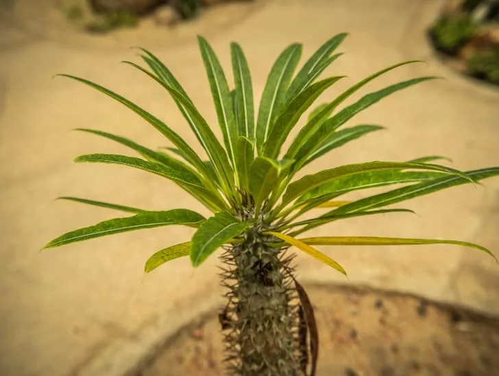 Madagascar Palm: 5 Steps To Successfully Propagate