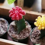 How To Grow And Care Fore Moon Cactus