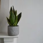 Sansevieria Care Essential: 11 Tips for Beginners