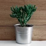 8-Golden-Rules-For-Watering-A-Jade Plant