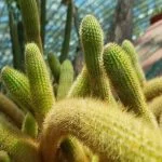 11 Types of Monkey Tail Cactus You Can Grow At Home