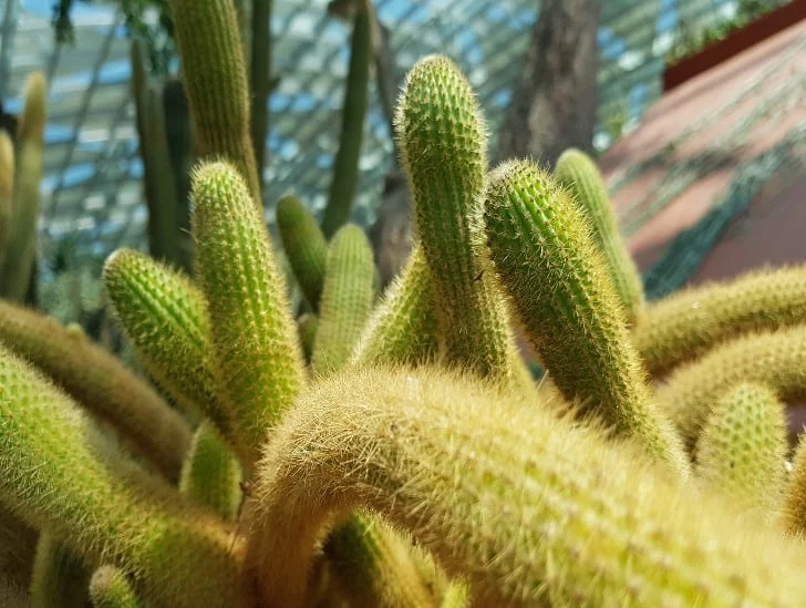 11 Types of Monkey Tail Cactus You Can Grow At Home