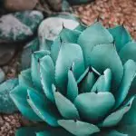 8 Golden Rules for Watering an Agave Plant