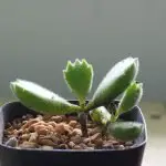 This is How to Propagate Bear’S Claws Plant