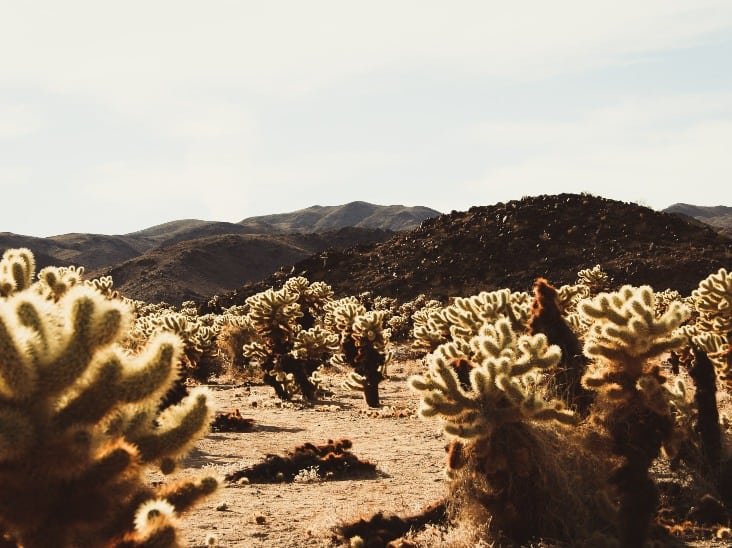 Here Are The Most Popular Plants You Can Find In The Desert