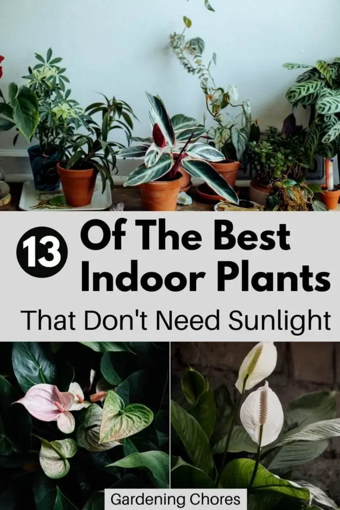 Best Indoor Plants That Don’T Need Sun