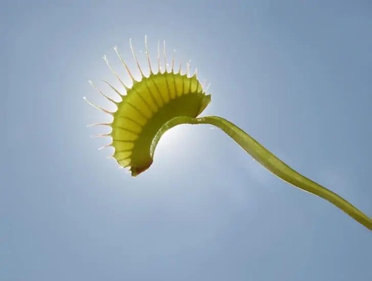 14 Amazing Facts You Didn’T Know About Venus Flytraps