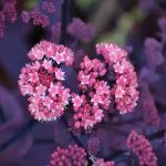 Ultimate Guide: How To Care For Sedum (Stonecrop) Plant