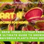 Ultimate Guide: How to Care for Venus Flytrap