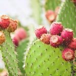 What Are The Benefits Of Having A Cactus