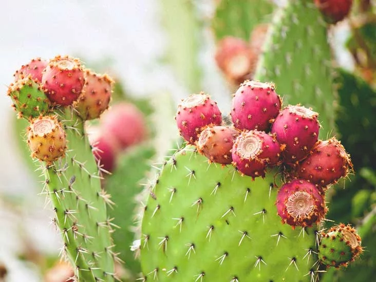 What Are The Benefits Of Having A Cactus