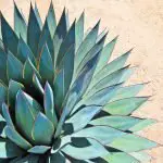 14 Amazing Facts You Didn’T Know About Agave
