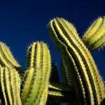 How Long Can A Cactus Survive Without Water