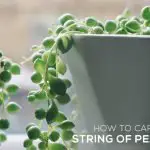 How To Care For String Of Pearl Plant