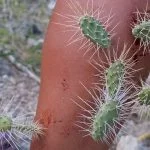 Cholla Cactus: How Dangerous Are They