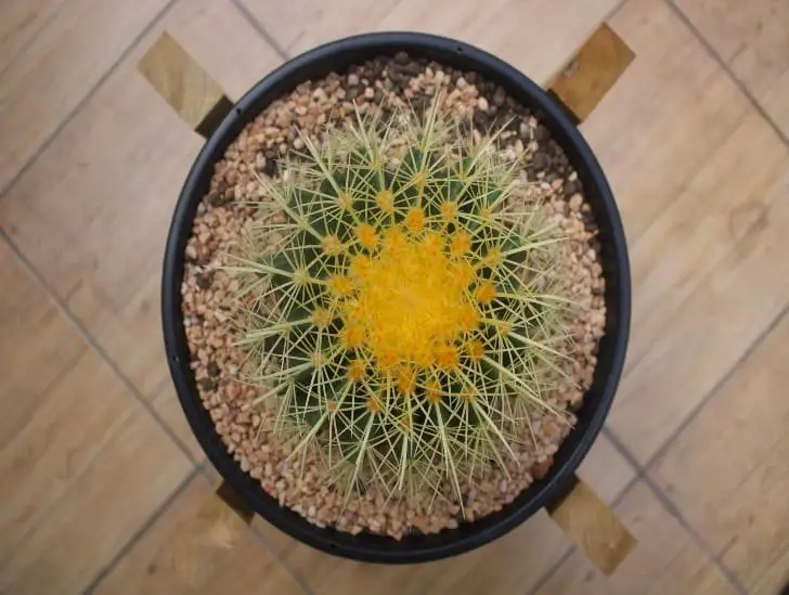 Golden Barrel Cactus: Bloom Or No Bloom