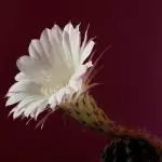 How Often Does A Cactus Flower Bloom