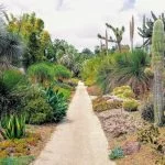 Great 5 Tips For A Perfect Cactus Garden