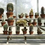 The 10 Best Types Of Cactus To Grow Outdoors