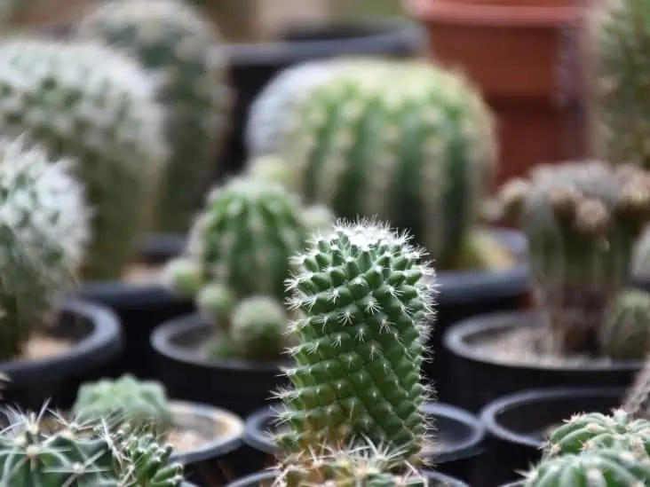 What Type of Cactus Do I Have Ways to Identify Your Cactus Type