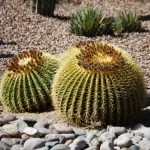 Ultimate Guide: How To Fight Cactus Diseases And Pests