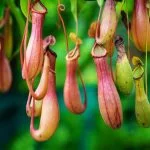 11 Amazing Facts You Didn’T Know About Nepenthes
