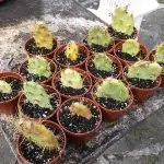 How To Grow An Opuntia (Prickly Pear) Cactus