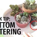 How Do You Water A Cactus From The Bottom
