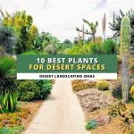 10 Desert Plants Ideas When Landscaping