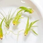 11 Golden Rules For Watering An Air Plant