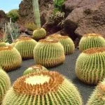 10 Amazing Large Cactus Plants With Names