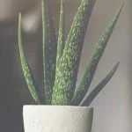 How to Choose the Right Pot for Your Aloe Vera