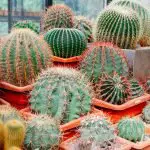 Does A Cactus Need Fertilizer